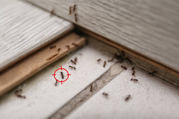 Professional Pest Control in Mont Alto, PA