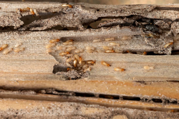 Wasp Removal Services in Mont Alto, PA